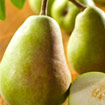 A Comice Pear