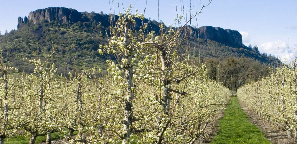 Naumes grows, packs, and delivers premium pears grown right here in the Pacific Northwest.