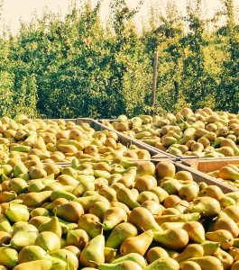 Boxes of harvested pears