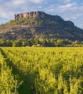 Pear orchard and Table Rock